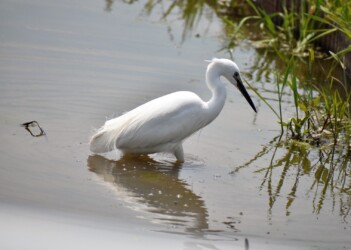 脚で追い立てて魚を捕るコサギ