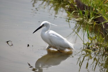 脚で追い立てて魚を捕るコサギ
