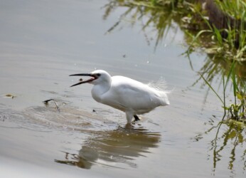脚で追い立てて魚を捕るコサギ