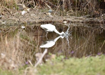ダイサギの普通の狩り