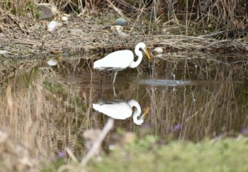 ダイサギの普通の狩り