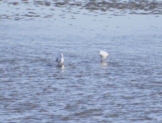 ユリカモメ(?)の狩り