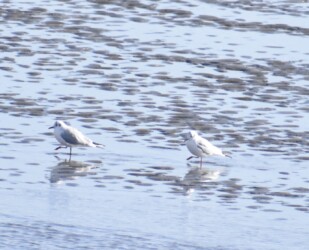 ユリカモメ(?)の狩り
