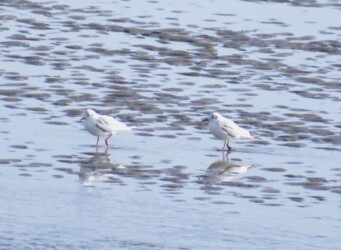 ユリカモメ(?)の狩り