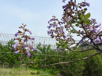 キリの花