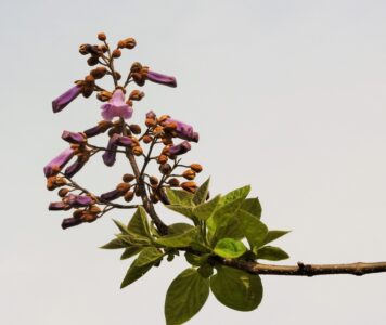 キリの花