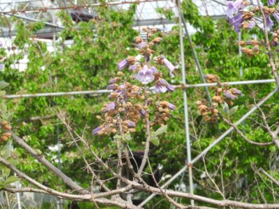 キリの花