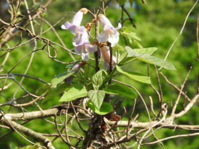 キリの花