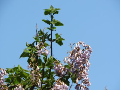キリの花