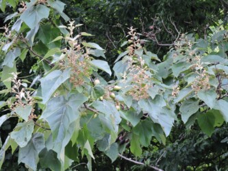 キリのツボミと実