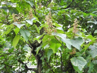 キリのツボミと実