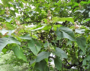 キリのツボミと実