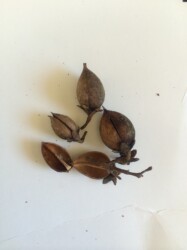 キリの実とタネ