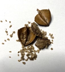 キリの実とタネ