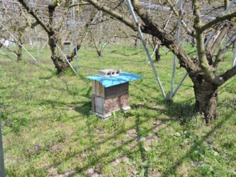 ヨシの茎を置いてある小屋