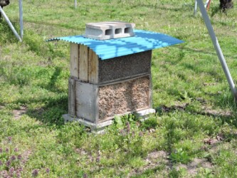 ヨシの茎を置いてある小屋