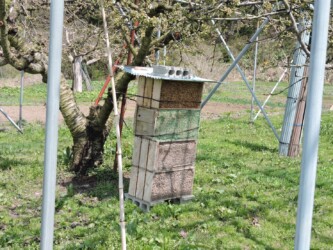 ヨシの茎を置いてある小屋