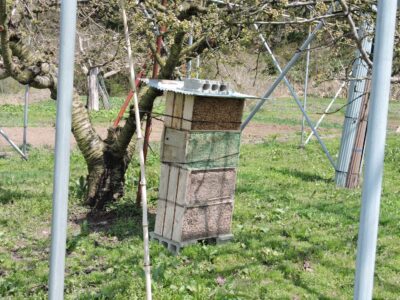 ヨシの茎を置いてある小屋