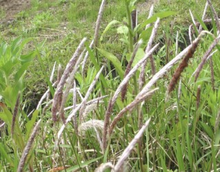 出始めたチガヤの花穂