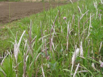 出始めたチガヤの花穂