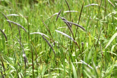 出始めたチガヤの花穂