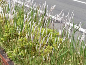 群生するチガヤ