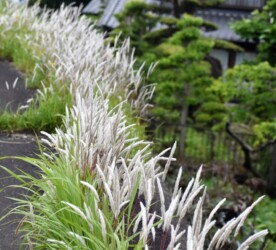 群生するチガヤ