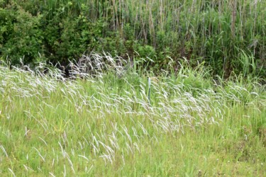 群生するチガヤ