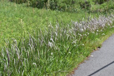 群生するチガヤ