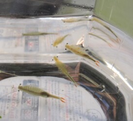 ホウネンエビのいろいろ