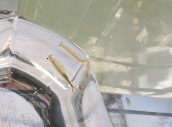 ホウネンエビのいろいろ