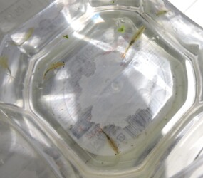 ホウネンエビのいろいろ