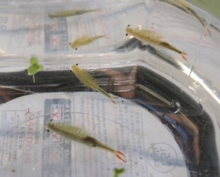 ホウネンエビのいろいろ