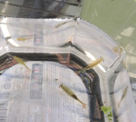 ホウネンエビのいろいろ