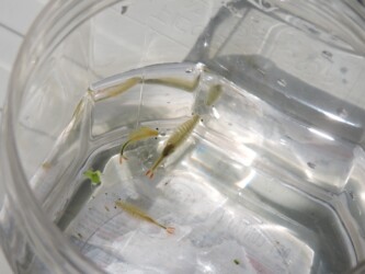 ホウネンエビのいろいろ