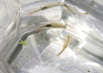 ホウネンエビのいろいろ