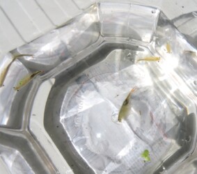 ホウネンエビのいろいろ