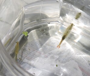 ホウネンエビのいろいろ