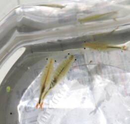 ホウネンエビのいろいろ