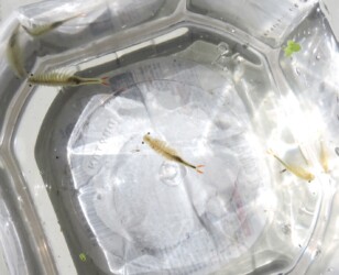 ホウネンエビのいろいろ