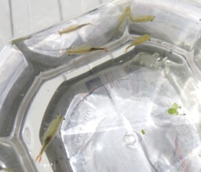 ホウネンエビのいろいろ