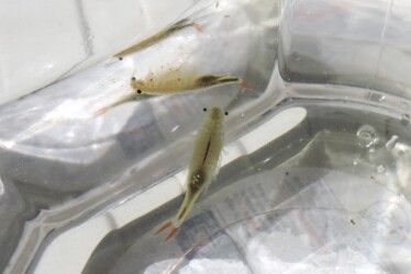 ホウネンエビのいろいろ