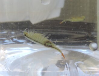 逆さになって泳ぐホウネンエビ