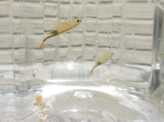 逆さになって泳ぐホウネンエビ