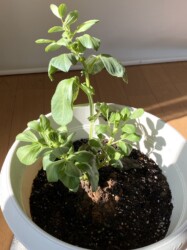 貰ったソラマメの苗