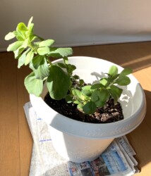 貰ったソラマメの苗