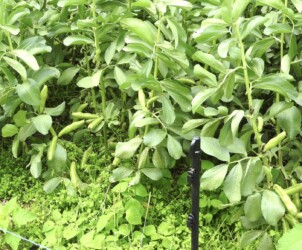 ソラマメの実(莢)