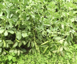 ソラマメの実(莢)