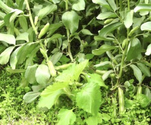 ソラマメの実(莢)