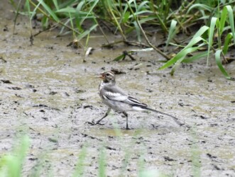 ハクセキレイの幼鳥